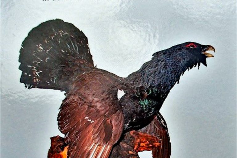 Auerhahn und Auerhahnjagd Auerhahn und Auerhahnjagd