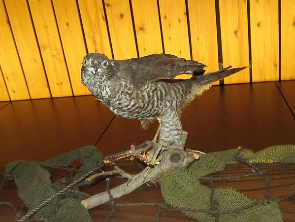 ausstellung rathaus 8