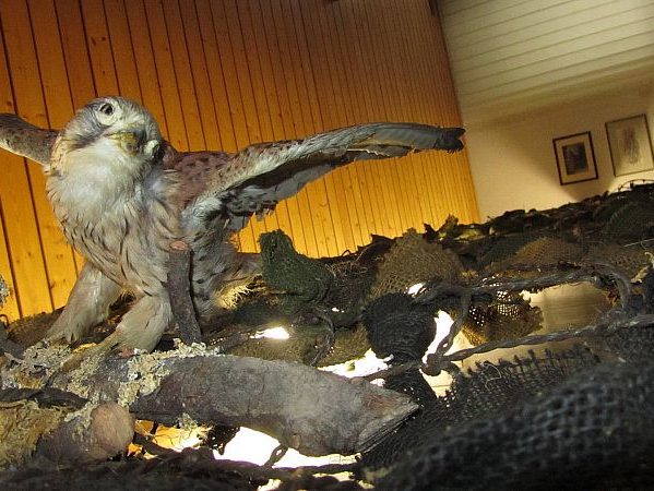 ausstellung rathaus 9