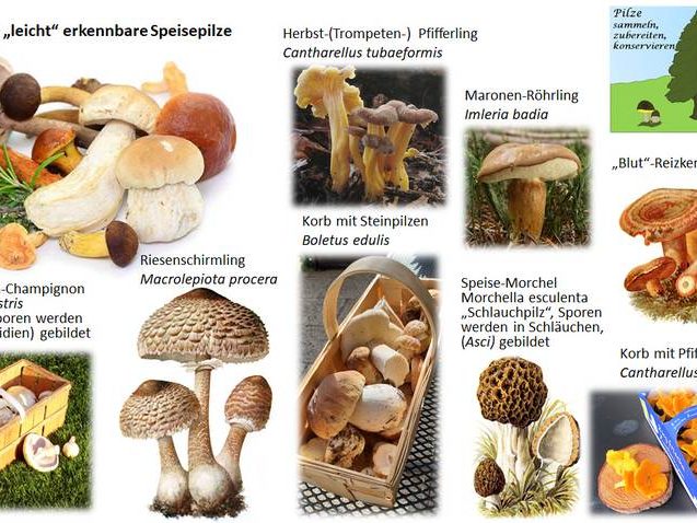 pilz 1