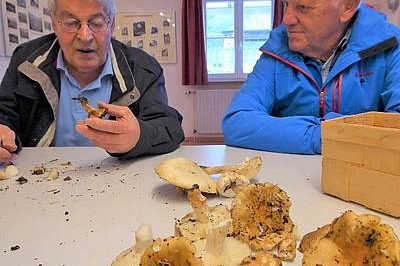 pilze 3 pilze 3