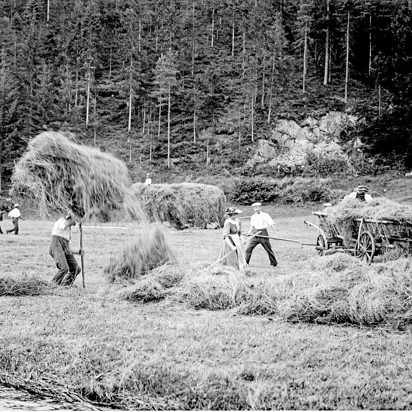 Heuernte beim Loewenwirt in Tennenbronn 1