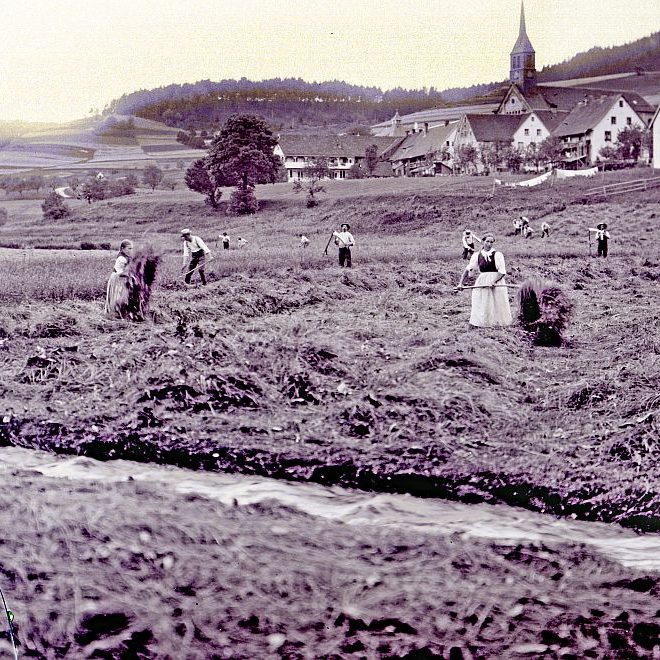Heuernte beim Loewenwirt in Tennenbronn 2