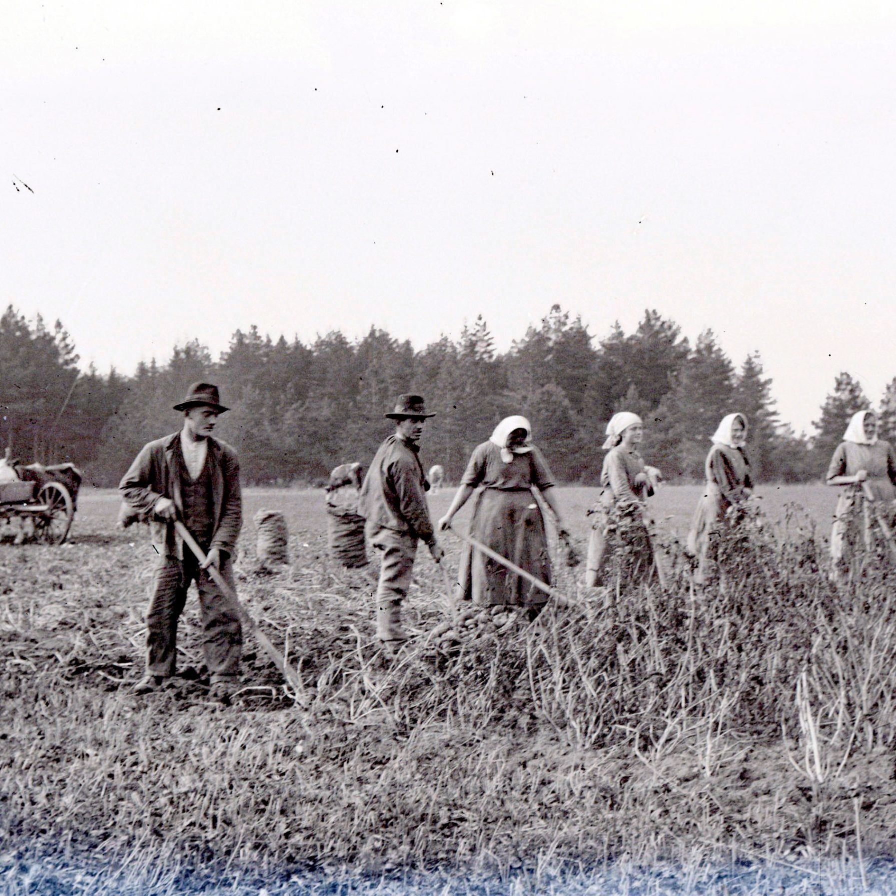 Bild 074 Kartoffelernte von Hand mit Helferinnen bearb