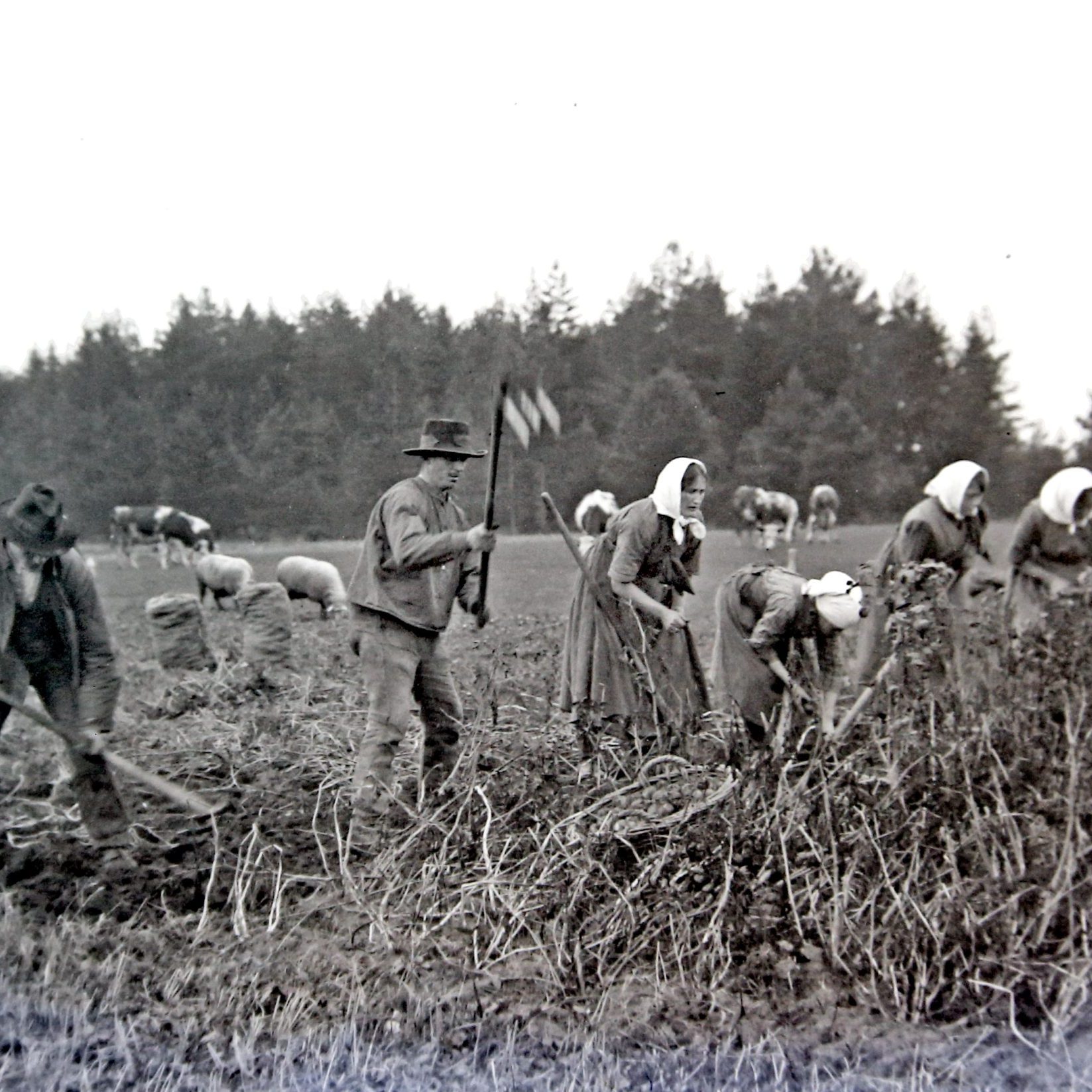 Bild 026 A K02 Bei der Kartoffel Ernte barb