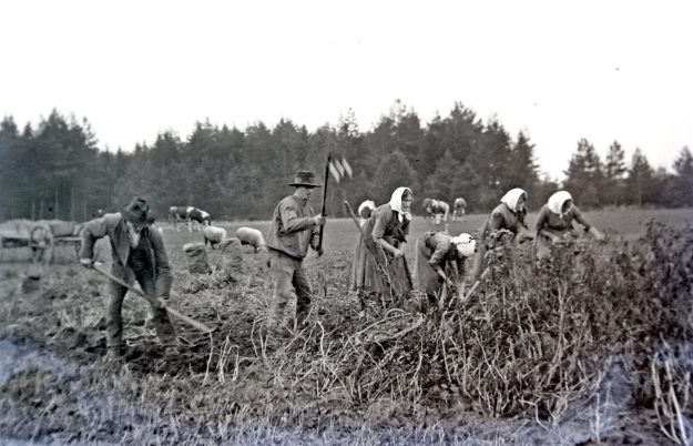 Bild 026 A K02 Bei der Kartoffel Ernte barb