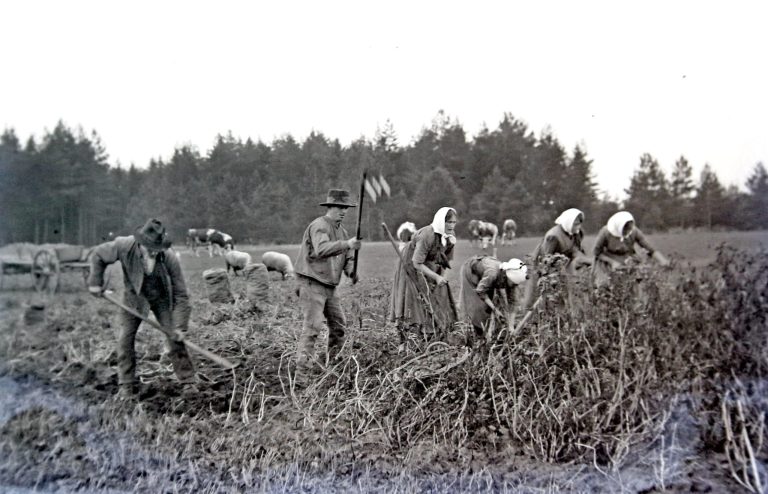 Bild 026 A K02 Bei der Kartoffel Ernte barb