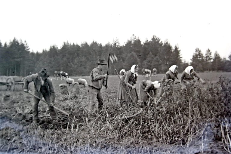 Bild 026 A K02 Bei der Kartoffel Ernte barb