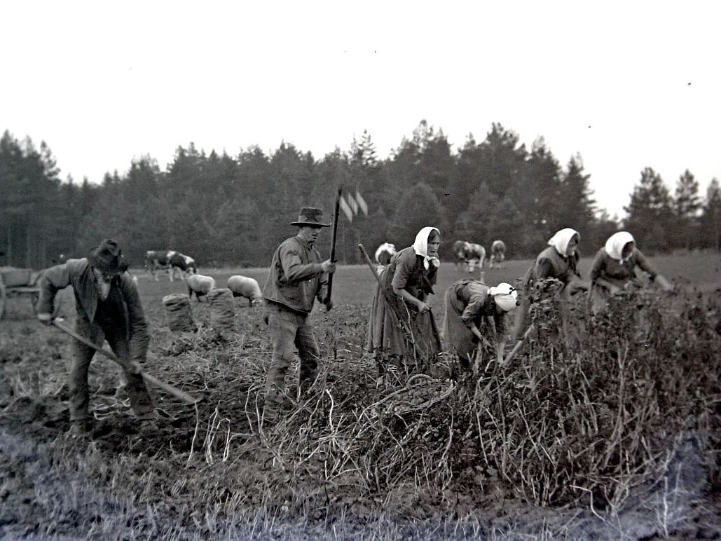 Erntetag Kartoffeln 4