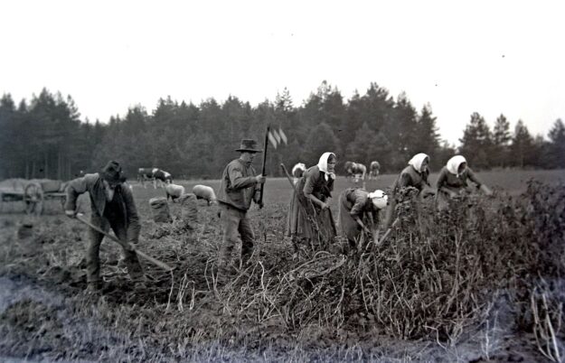 Erntetag Kartoffeln 4 Erntetag Kartoffeln 4