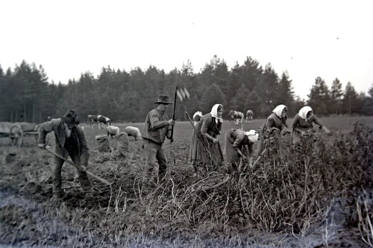 Erntetag Kartoffeln 4