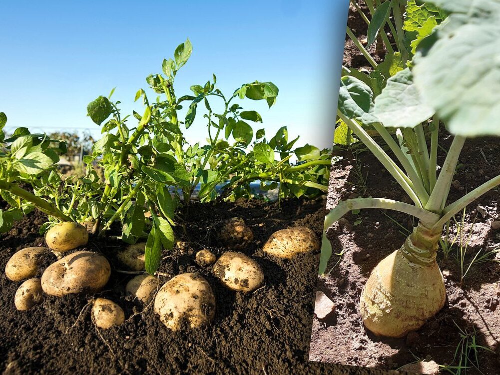 Erntetag Kartoffeln 5