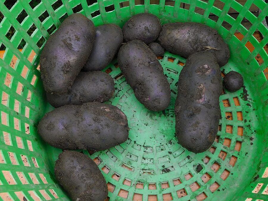 Erntetag im Heimathaus 06