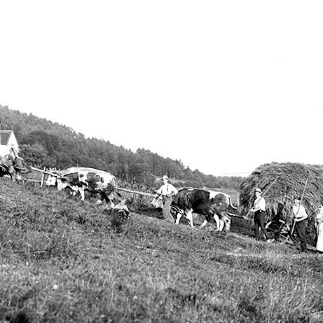 153 Heuernte mit Kuhgespann im Eichbach Randspalte