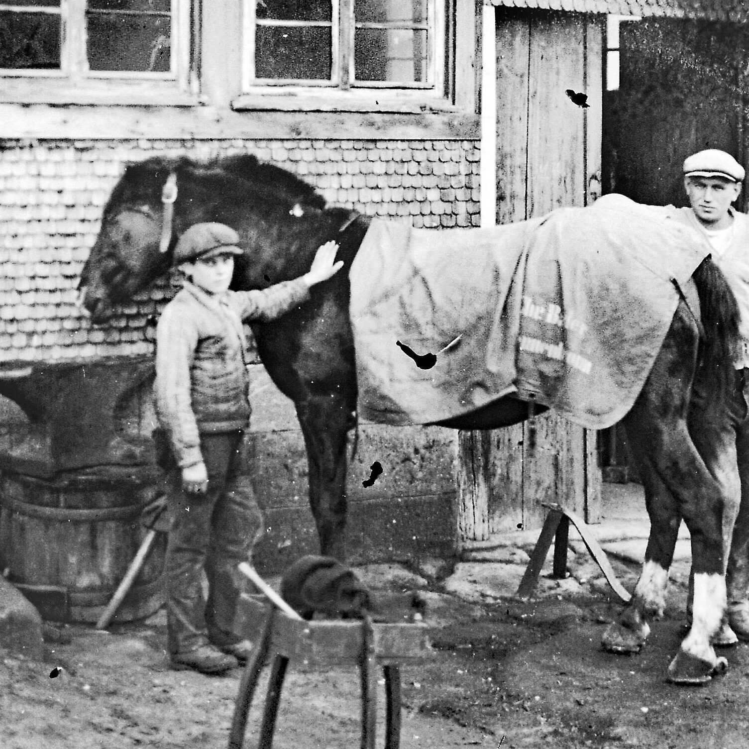 Pferd Lotte beim Schmid