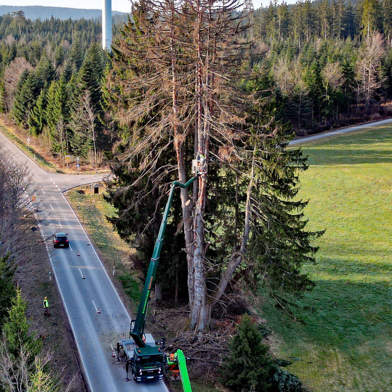 2026 03 10 Napoleonfichte Fällung 02