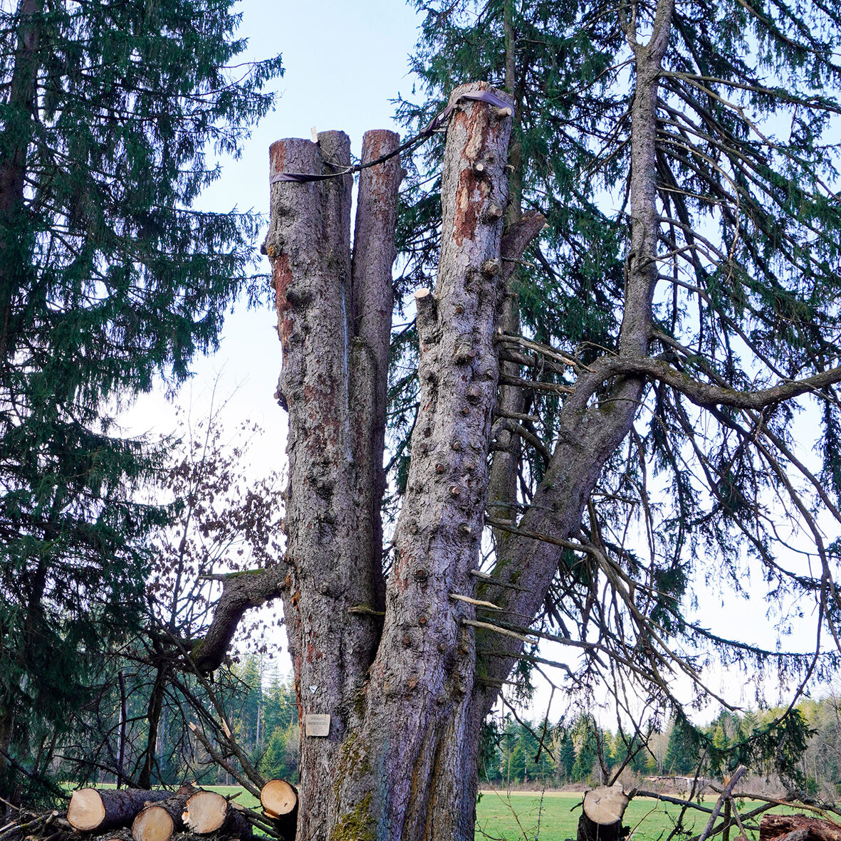 2026 03 10 Napoleonfichte Fällung 18