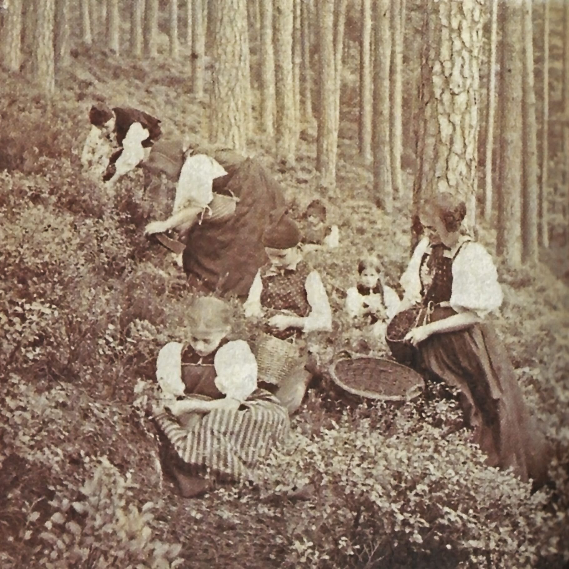 In den Heidelbeeren sw um 1900 JG Fleig bearbeitet